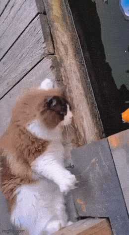 开演唱会当然是得先会演啊 动图 伏地魔小时候的录像